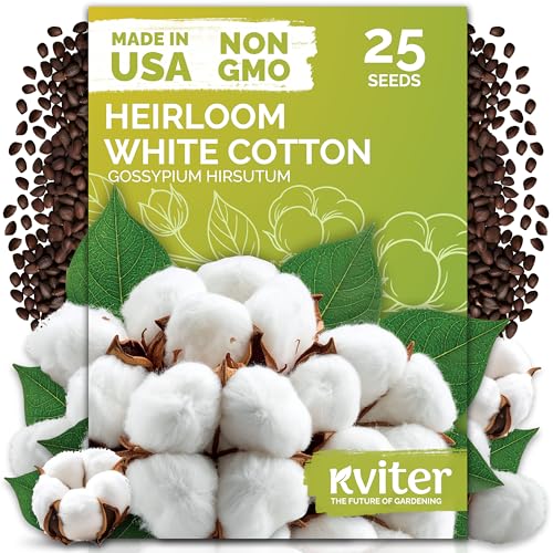 KVITER 25 White Cotton Seeds for Planting (Gossypium hirsutum) – Real Cotton Plant, Cottons Seeds for Growing, Heirloom & Non-GMO Cotton's Plant Seeds for Gardeners – Perfect for Ornamental or Fiber