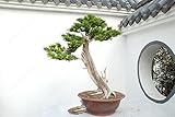 50 Stück/Beutel Pinoli piante semi di Albero Bonsai giardino di casa legnose Pino pianta perenne trasporto Libero