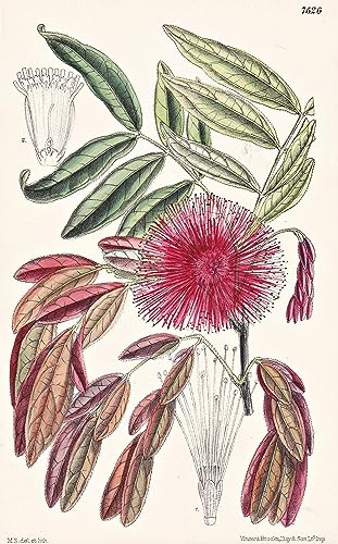 Calliandra Fulgens. Tab 7626 - Mexico Mexiko / Pflanze Planzen plant plants / flower flowers Blume Blumen / botanical Botanik botany / aus 