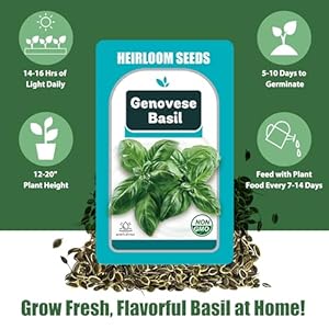 Basil Seed Pods for AeroGarden, Ahopegarden, GARDENCUBE, iDOO and All Hydroponics Growing Systems, 12 Pods Herb Kit with 200+ Seeds of Genovese Basil, Grow Your Own Herb Garden at Home Basil Seed Pods for AeroGarden Ahopegarden GARDENCUBE iDOO and All Hydroponics Growing Systems 12 Pods Herb Kit with 200 Seeds of Genovese Basil Grow Your Own Herb Garden at Home