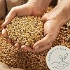 Be Still Farms Organic Soybeans - Soy Beans Dry (2.8 lb) aka Soya Nuts - Great for Edamame, Soy Milk, Tofu - High in Protein & Fiber | USA Grown | USDA Certified | Vegan | Non-GMO | Gluten Free