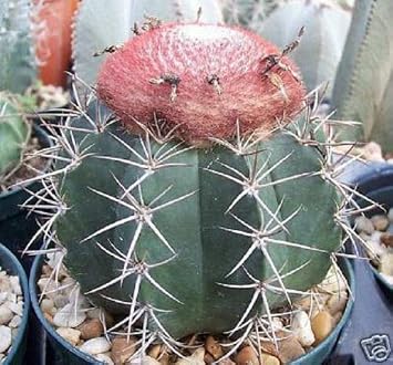 Succulent Seeds - Melocactus Bahiensis Exotic Cacti Succulent Outdoors Rare Cactus Seed 50 Seeds