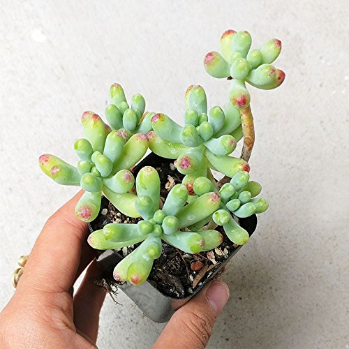 Sedum Pachyphyllum Succulent Jelly Bean Pork And Beans Plants (2 Inch) #TOP2