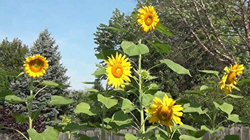 50 Mammoth Grey Stripe Sunflower Seeds For Planting. Non Gmo And Heirloom 5 Grams Of Seeds Helianthus Annuus Flower Annual Harvested In Usa For Planting #TOP1