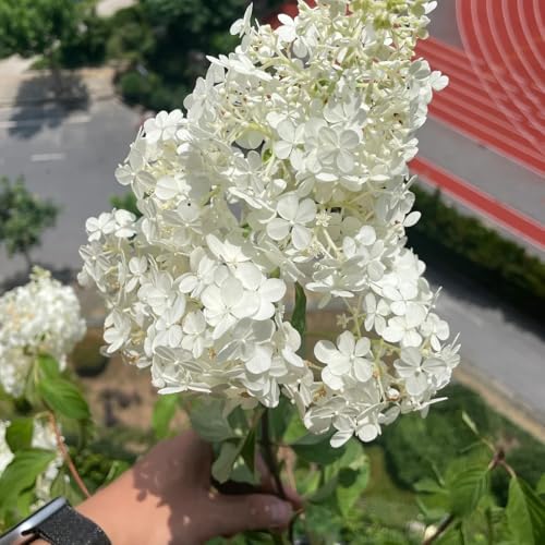 Hydrangea Seeds, Ornamental Flowering Shrub, Garden Border Specimen, Landscape Focal Point, Outdoor Perennial 50pcs