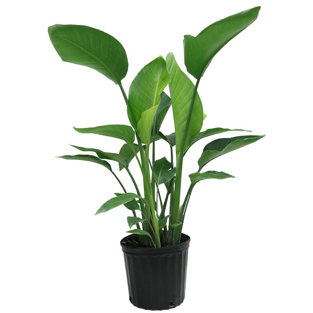 Garden Art Exotic White Bird of Paradise(Strelitzia nicolai) Real Live Plant Indoor plants for home, Office Decor, White Flowers Garden (Pack Of 1 Healthy Plant With Growers Pot) (B0B8P5D9TF) Amazon Price History, Amazon Price Tracker