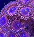 coralSLover Live Saltwater Coral Frag - Blood Diamond Zoanthids (2 Heads)