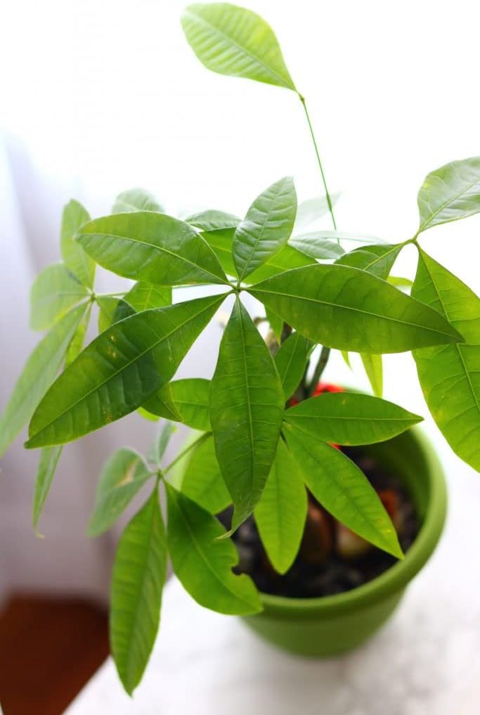 New 80pcs Money Tree Seeds Light Green Generic