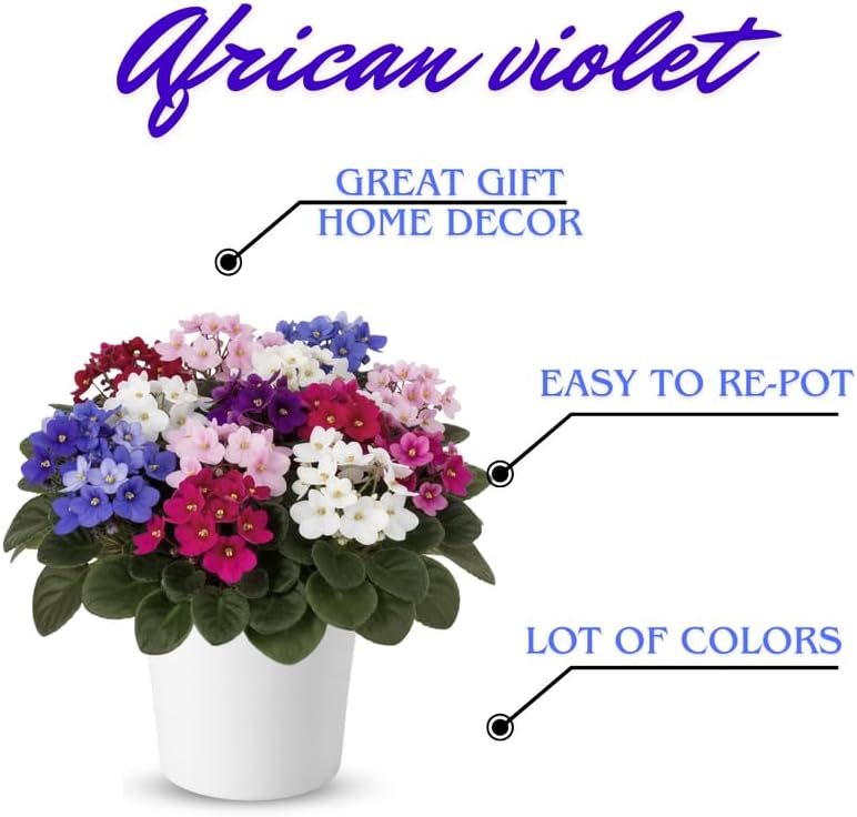 Purple African Violets Live Plants in Pots, Live African Violet Plants House Plant for Indoor Outdoor Décor, 4" Pot, Well-Rooted and Year-Round Blooming