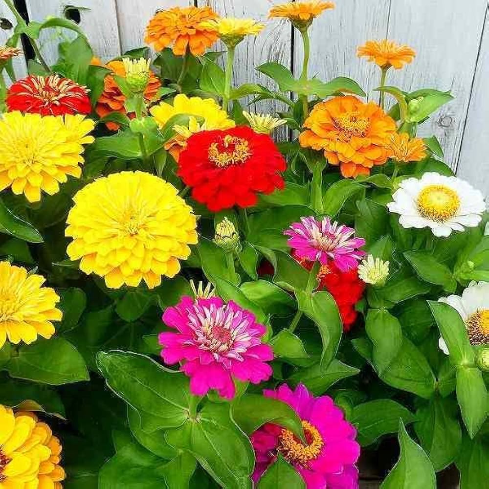 確認用  花苗 Amazon.co.jp: ジニア 苗 プレシオーサ 1ポット 花苗 花色お任せ