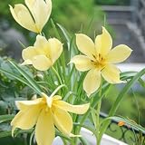 3bulbos Comprar de tulipanes de otoño ación resistente de tulipanes resistentes, para balcones jardin