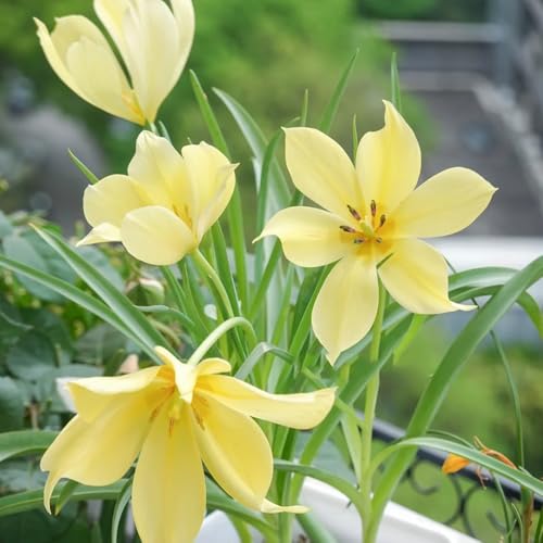 Bulbi di tulipano perenni resistenti, appartamento 2pcs