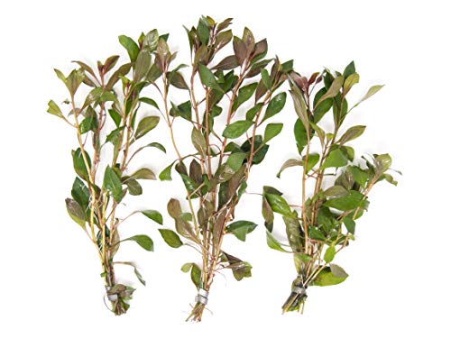 Aquatic Arts Dark Red Ludwigia - 2 Bunches - Large Live Aquarium Plant