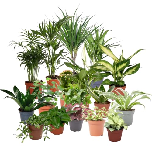 Verdecora Pack de 10 Plantas Naturales en maceta de Ø9cm | Selección Aleatoria de Especies Exóticas y Decorativas | Ideal para Interior y Exterior