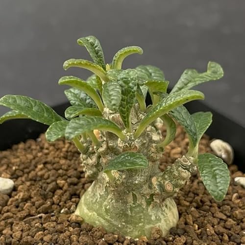 【塊根植物】ドルステニア ギガス 国内 実生 ドルステニアギガス ② ドルステニア」の人気商品一覧 | 安い商品を通販サイトから探す - 価格.com