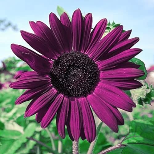 DouxiE 50pcs Purple Sunflower Seeds for Planting - Non GMO Heirloom Garden - Planting Instructions for Easy Grow - Great Gardening Gifts