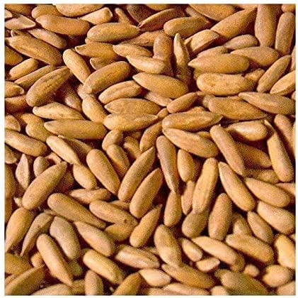 ROSEVILLA RiTrue - Jumbo Chilgoza Pine Nuts with Shell - 100 Gm - Organic Chilgoza Nuts | Exotic | Vegan | Raw