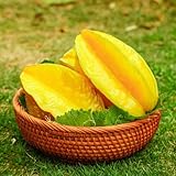 Semillas de carambola - resistentes balcón con cama elevada exóticas columnar semillas de jardín 150pcs