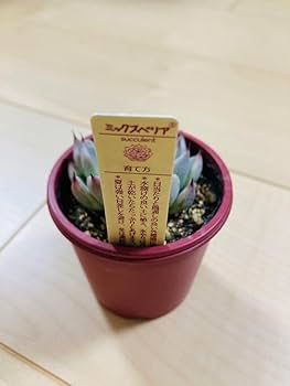 ミックスベリア　そわそわ　札付き　おらいさん　抜き苗　鉢　A-25　第4種発送 Amazon.co.jp: ミックスベリア おらいさん苗 そわそわ 多肉植物