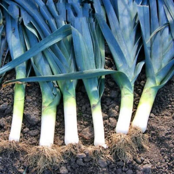 Buy4seeds 400 Seeds Leek Titus Winter Hardy - Harvest in Spring