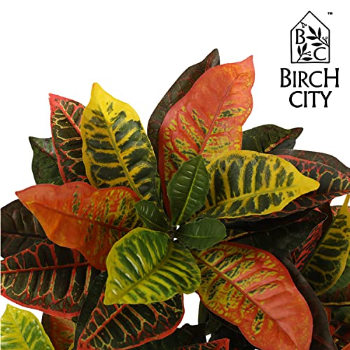 Artificial Croton Plant, Artificial Trees For Home Decor,Floor Plant Front Porch Plants With Plastic Pot,Silk Plants For Home Decor Indoor,Fake Ficuslyrata Tree,45Inch #TOP3