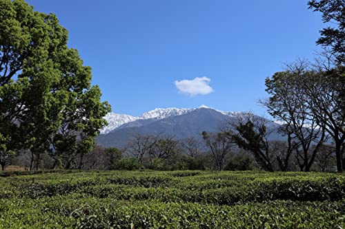 Image of Wah Tea Second Flush Kangra Tea | Hand-Plucked Whole Leaf | 100% Natural & Pesticide-Free | Robust Flavour & Rich Aroma | Antioxidant-Rich Premium Black Tea | 200g