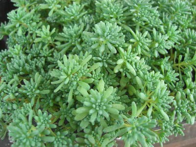 芝生代わりのおすすめグランドカバー8選 乾燥や踏み付けに強いのは グランドカバー研究室