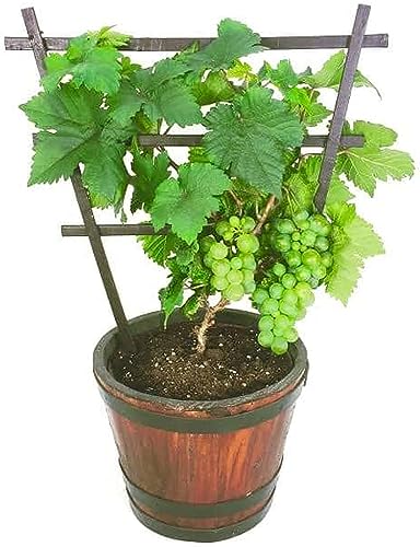 Image of 40 Seeds- Dwarf Fruit Seeds Combo Pack For Home Garden - Apple,Grape,Guava,Orange - 10x4 = 40 Seeds