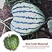 Watermelon Mold, 6.7x6.7 Heart Shape Watermelon Growing Molds, Transparent Plastic Fruit Shaping Molds Reusable Vegetable Growing for, Pumpkin Fruit