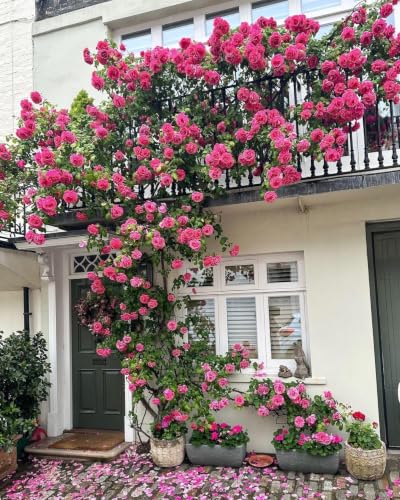 Image of Pink Climbing Rose (Gulab) Live Plant | Fragrant Flowering Rose Vine | Outdoor Ornamental Garden Plant | Healthy Nursery Plant in 3 Inch Pot