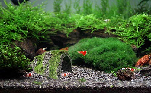 M2cbridge Aquarium Decorations Fish Hideout House Betta Cave with Green Lifelike Moss (Betta Rock Cave) - Image 6