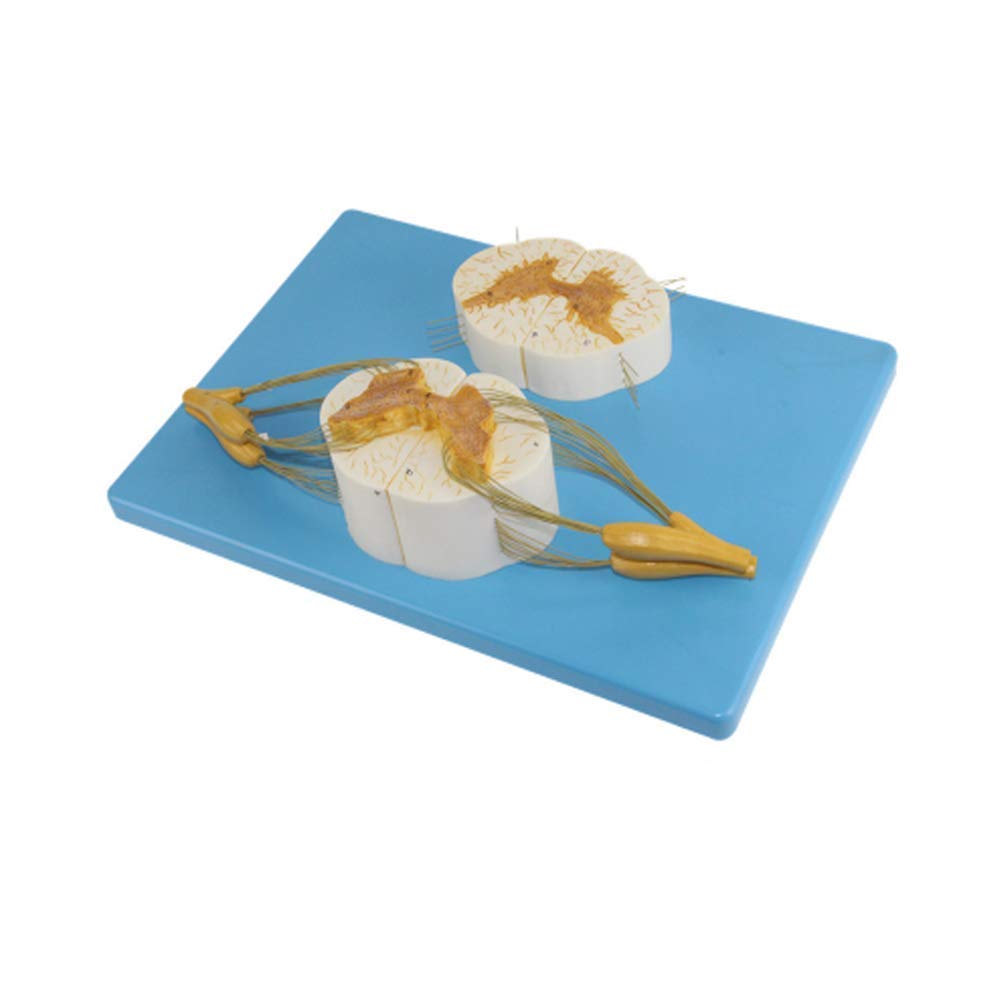 Educational Model Human Vertebral And Spinal Nerve Branch Model Spinal Cord