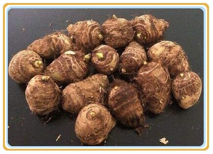 kaktus frucht Kaktusfeige kaufen | Exotisch & saftig main image 0