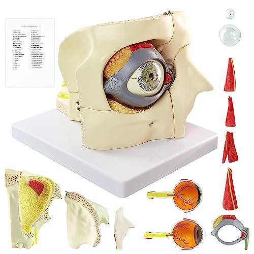 Image of 3X Enlarged Human Eye Orbital Anatomical Model, 13 Parts Eyeball Orbital Model Showing Optic Nerve Cornea Iris Lens and Vitreous Body with Stand for Medical Classroom Teaching Research