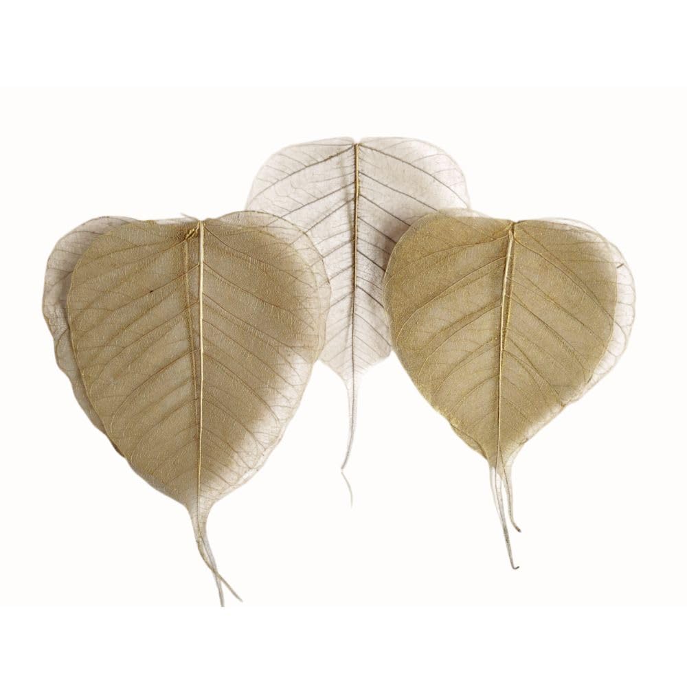 Aqua Vriksha Natural Golden Yellow Skeleton Bodhi Leaves for Home Decoration | Handcrafted Peepal Leaf Art | Natural Preserved Decorative Leaves for DIY Crafts, Wall Decor| Pack of 25 Leaves-image-28