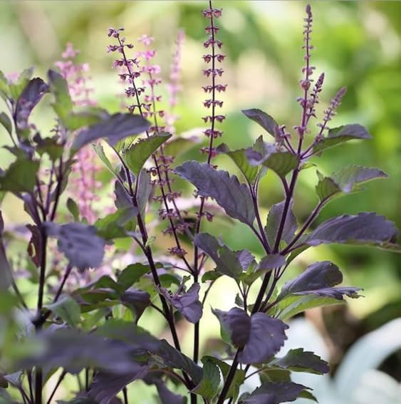 Image of Krishna Tulsi Live Plant with Pot | Kali Holy Basil Medicinal Ayurvedic Herb Plant | Sacred Pooja Indoor Outdoor Plant for Home Temple Balcony Garden Decor | Pack of 1