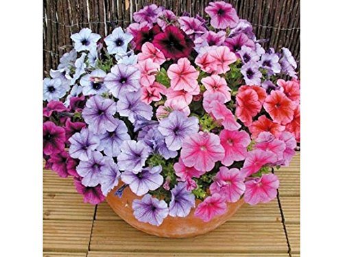 200 + Petunia Venata Mix Semi Pendente Cesti Letti Finestra Scatole Patio Contenitori