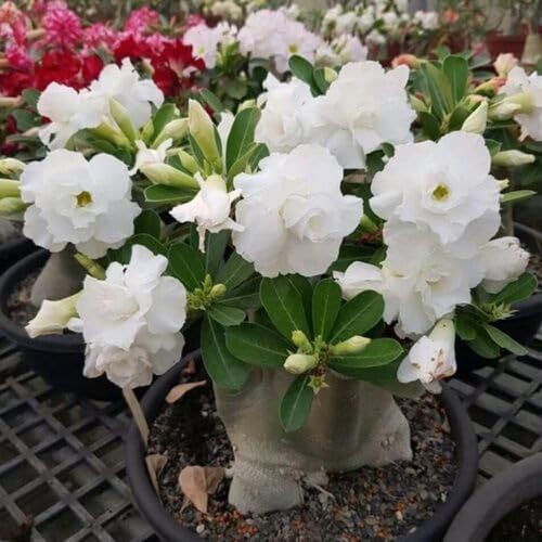 5pcs White Adenium Flower Seeds