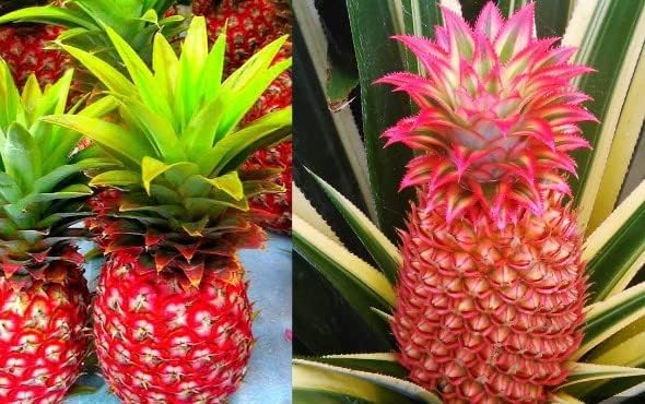 Miniatura 5 de Generic 100 semillas de fruta de piña rosa
