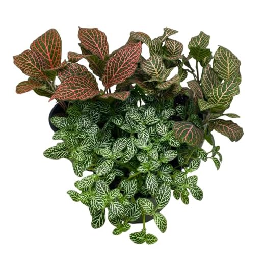 BubbleBlooms Assorted Fittonia Plant Set