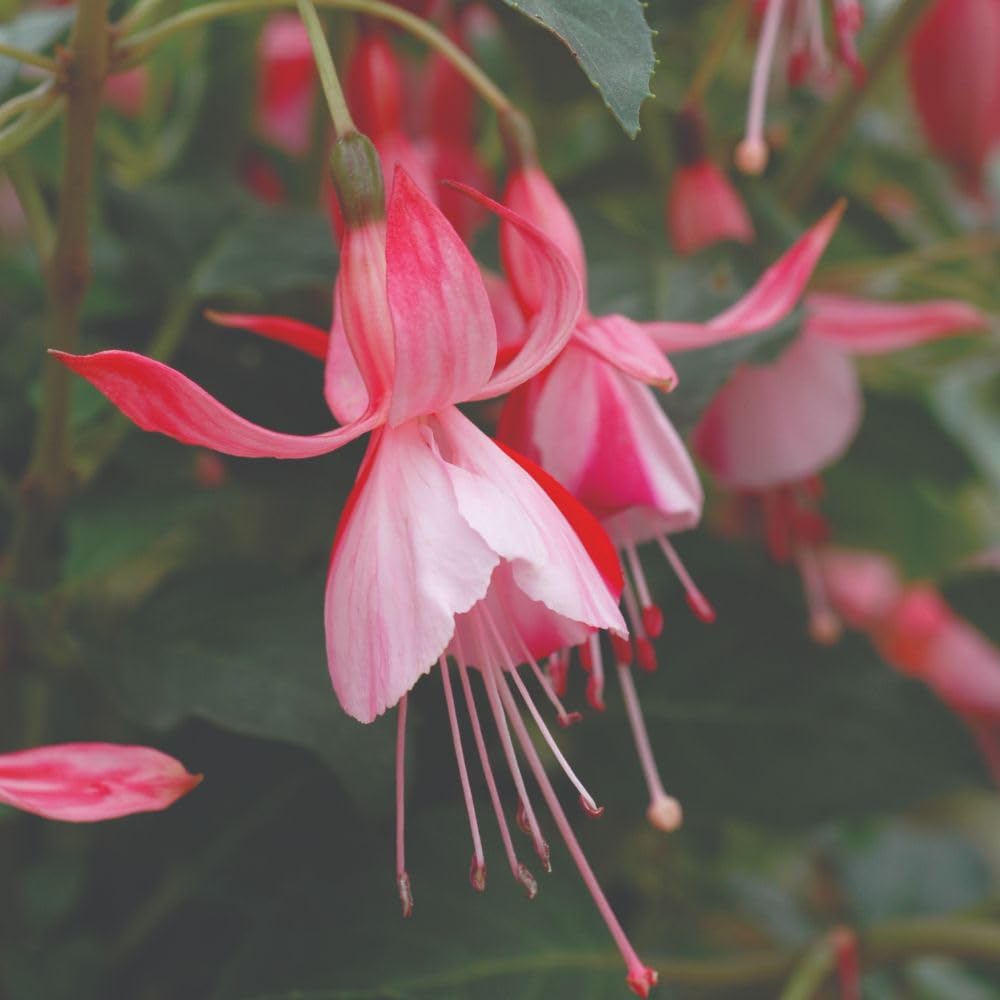 Fuchsia 'Shrimp Cocktail' Hardy Perennial - Vibrant Hot Pink and Candy Blush Blooms, Ideal for Borders and Patio Containers - 1x 1 Litre Potted Plant by Thompson & Morgan