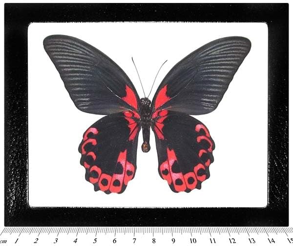 BicBugs P. rumanzovia verso REAL FRAMED PRESERVED BUTTERFLY PINK RED