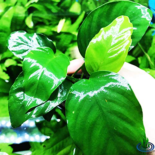 Anubias Barteri Var Nana Potted Live Aquarium Plants Decoration For Freshwater Fish Tank By Greenpro #TOP2