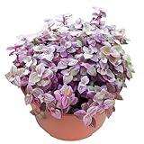 Live Succulents Pink Lady (4-inch), Succulent Plants Fully Rooted in Pots with Soil, Easy-Care House Plant for DIY, Home Office Decor, Wedding Party Favor