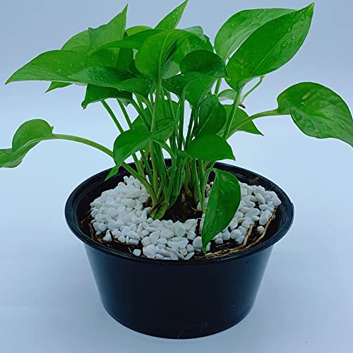 Natural Stone Rock Stones Pebbles For Rocks Outdoor Landscaping Decorative Garden Fish Tank Aquarium Rocks Vase Succulents Vases Plants Terrarium Cactus Yard Indoor Decor 0.19 To 0.31 Inch 4.5Lb White #TOP6