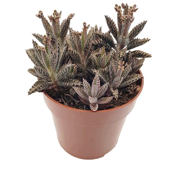 Fangblatt - Kalanchoe daigremontiana 'Mother of Thousands' Gr. M - exotisches Brutblatt im Ø 8,5 cm...
