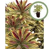Generic Euphorbia Ascot Rainbow Starter Plant, Natural