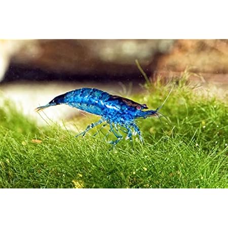 Amazon 淡水 エビ ブルーベルベット シュリンプ サイズ 1 1 5cm コケ対策 3匹 増子水景 観賞魚 水中生物 通販