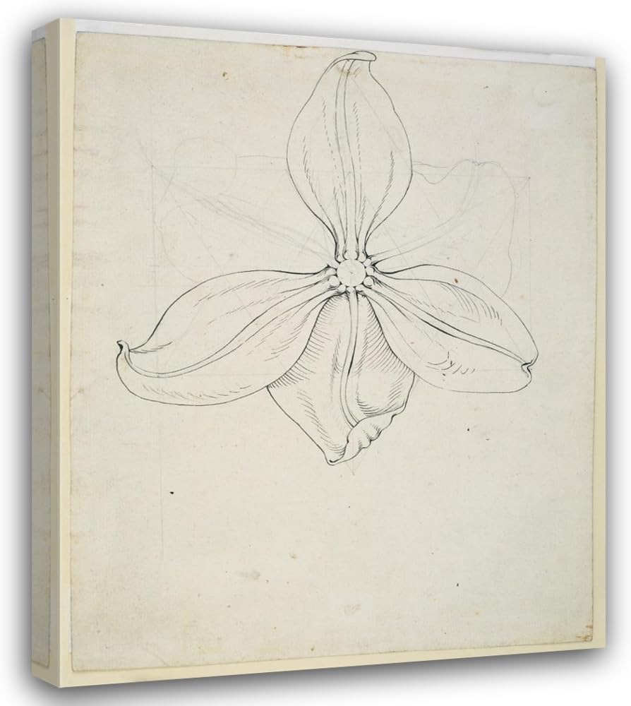 ArtDirect Tulip blossom (ca. 1808) Custom Framed Art Print Giclee Print or Canvas Options with Various Sizes and Customization by Philipp Otto Runge