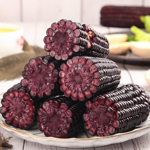 semillas de maíz negro   tradicionales para invernaderos para balcón, para jardín 150pcs